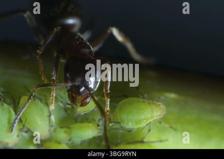 Vue macro d'une fourmi (Formicidae) avec des pucerons verts (Aphidoidea) Banque D'Images