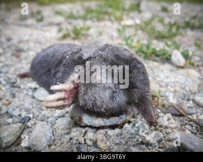 Gros plan grand angle d'une taupe morte (lat.Talpidae) sur un sentier pierreux entre des vergers de pommiers dans le Tyrol du Sud Banque D'Images