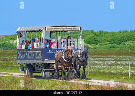 Deux chevaux de trait belges tirant de Jan Plezier Texel, chariot couvert avec des touristes, en visite à de Slufter, Hollande du Nord, pays-Bas Banque D'Images
