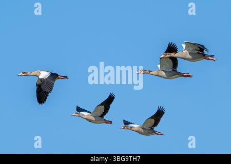 Troupeau d'oies égyptiennes (Alopochen aegyptiaca) en vol contre le ciel bleu Banque D'Images