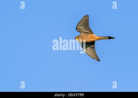 Cancerelle commune / cancerelle européenne (Falco tinnunculus) mâle adulte en vol contre le ciel bleu Banque D'Images