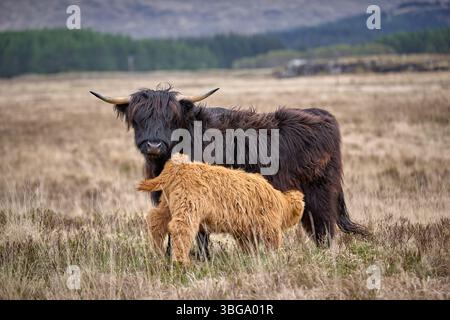 Bétail highland avec veau sur un pâturage dans les Highlands écossais, Royaume-Uni Banque D'Images
