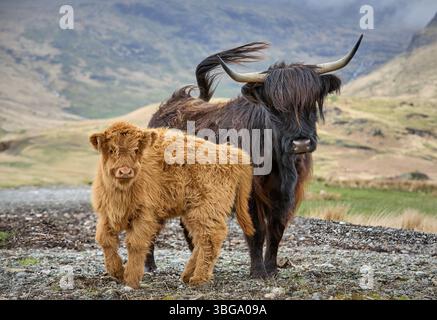 Bétail highland avec veau sur un pâturage dans les Highlands écossais, Royaume-Uni Banque D'Images