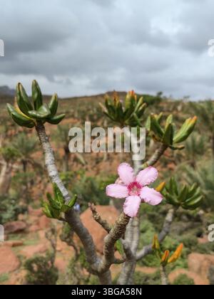 Lever de soleil sur la vallée rocheuse de Kalysan sur l'île de Socotra, Yémen, Asie Banque D'Images