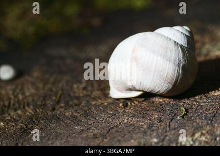 Gros plan d'une coquille d'escargot vide blanche sur une poutre en bois Banque D'Images