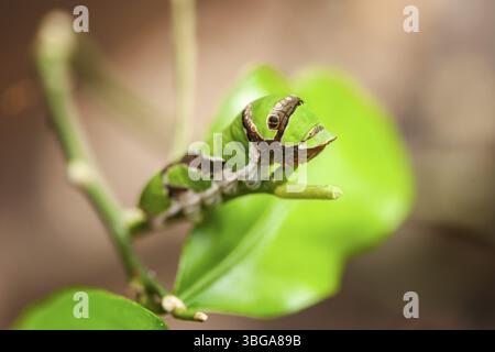 Vue complète du corps de la chenille du papillon vert de papillons de papillons de papillons de paon (Lat : Luna Moth) assis sur une tige de feuille mangée Banque D'Images