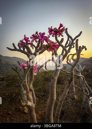 Lever de soleil sur la vallée rocheuse de Kalysan sur l'île de Socotra, Yémen, Asie Banque D'Images