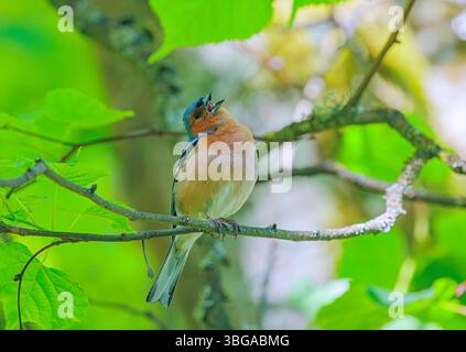 Le Chaffinch eurasien, Chaffinch commun, ou simplement le Chaffinch - Fringilla coelebs est un petit oiseau passerin commun et répandu chez le finch Banque D'Images