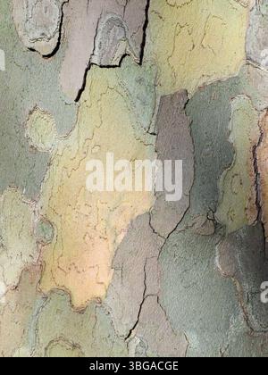 Vue détaillée pleine grandeur de l'écorce d'un sycomore Banque D'Images