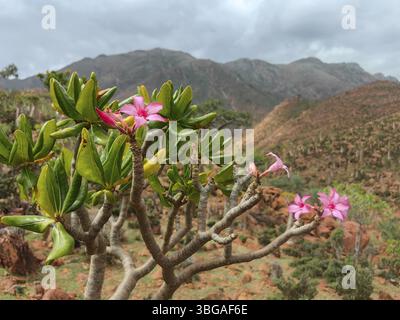 Lever de soleil sur la vallée rocheuse de Kalysan sur l'île de Socotra, Yémen, Asie Banque D'Images