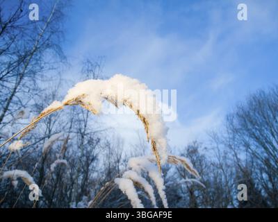 Gros plan de longs brins d'herbe enneigés sur fond bleu hivernal Banque D'Images