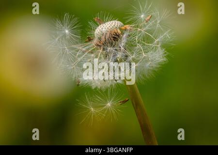 Pissenlit fusionné avec le coucher du soleil donc il ressemble à une ampoule allumée. Sunset Dundelion Banque D'Images
