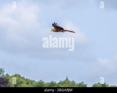 Un cerf-volant rouge, Milvus milvus en vol. Banque D'Images