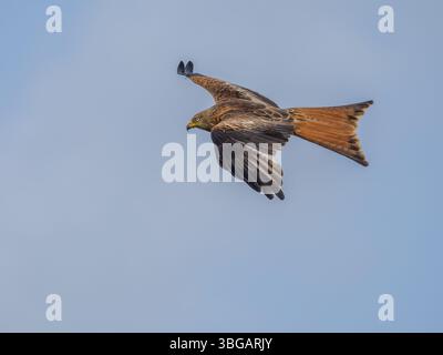 Un cerf-volant rouge, Milvus milvus en vol. Banque D'Images