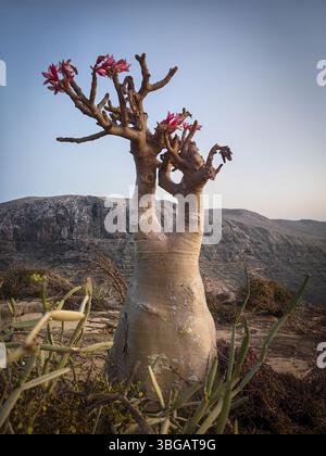 Lever de soleil sur la vallée rocheuse de Kalysan sur l'île de Socotra, Yémen, Asie Banque D'Images