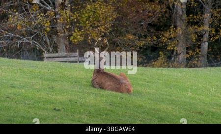 Cerf rouge sur l'herbe à Bregenzerwald autrichien. Cerf brun assis et regardant la forêt loin de la caméra. Banque D'Images
