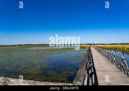 Passerelle en bois au-dessus des marais de la réserve naturelle Federsee, Bade-Württemberg, Allemagne Banque D'Images