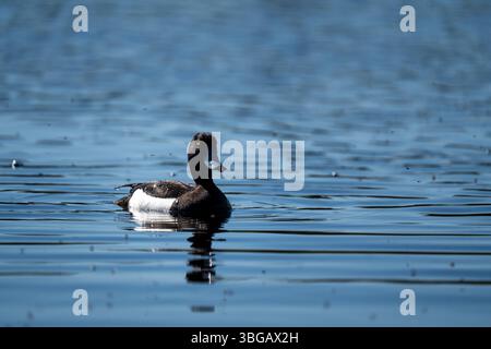Nage de canards touffetés dans la réserve naturelle de Schwenninger Moos, Bade-Württemberg, Allemagne Banque D'Images