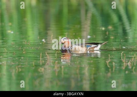 Aix galericulata aka le mâle mandarin sur l'étang. Beau canard coloré. Nature de la république tchèque. Banque D'Images