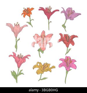 Ensemble de fleurs de lys pastel colorées au trait dessiné à la main. Mois de naissance mai paquet de fleurs Illustration de Vecteur