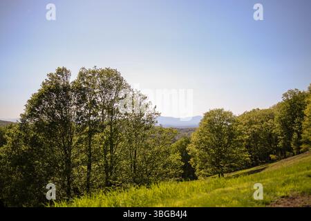 Paysage forestier pittoresque avec des vues lointaines sur les montagnes sous Clear Blue Sky Banque D'Images