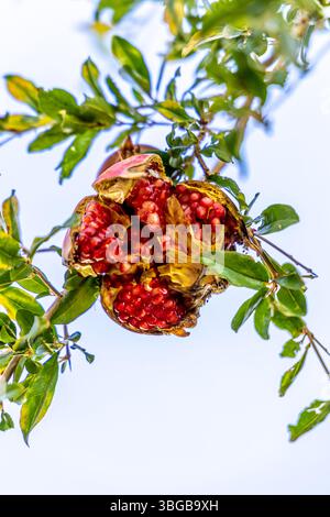 Fruit de grenade mûr suspendu à un arbre, éclatant pour révéler ses graines rouges juteuses, encadrées par des feuilles vertes luxuriantes. Banque D'Images