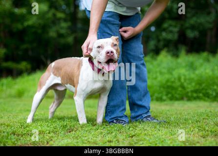 Une personne caressant un chien de race mixte Happy Pit Bull Terrier à l'extérieur Banque D'Images