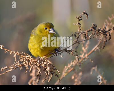 pingembre safran mâle (Sicalis flaveola) perché dans la nature mangeant des graines, Buenos Aires, Argentine Banque D'Images
