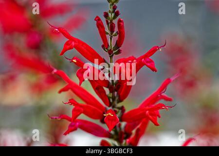 Salvia elegans, une espèce avec plusieurs variétés dont la sauge ananas et la sauge mandarine, est un arbuste vivace originaire du Mexique. Banque D'Images