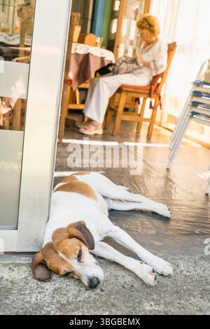 Petit chien Jack russell terrier dormant paisiblement sur le sol à l'extérieur d'un café, tandis qu'une femme âgée tricotant tranquillement à l'intérieur profite d'un moment serein o Banque D'Images