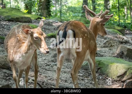 Cerf en jachère (dama dama) sur une colline boisée au Yellow River Wildlife Sanctuary à Lilburn, en Géorgie, juste à l'est d'Atlanta. (ÉTATS-UNIS) Banque D'Images