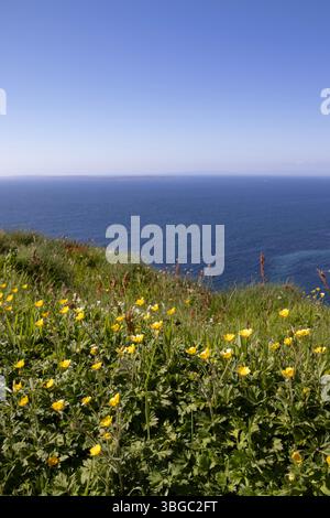 Des fleurs sauvages jaunes de trèfle-pied poussent dans l'herbe aux falaises de Moher, falaises marines qui surplombent l'océan Atlantique dans le comté de Clare, en Irlande. Banque D'Images