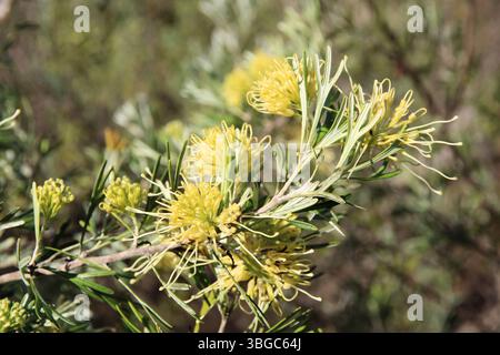 Gros plan de Grevillea Lemon Supreme en fleur, Australie méridionale Banque D'Images