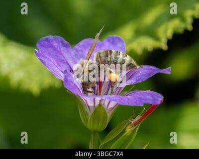 Vue de côté d'une abeille, Apis mellifera, recueillant le nectar d'une fleur de géranium vivace violette, avec une grande pastille de pollen sur le panier de pollen o Banque D'Images