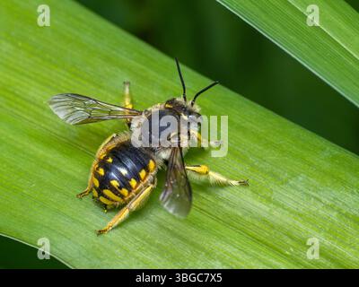 Vue dorsale d'une abeille cardée européenne mâle, Anthidium manicatum, reposant sur une feuille verte Banque D'Images