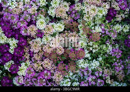 Belles fleurs d'alyssum de jardin fleurissant dans des tons pastel vifs, capturées dans les moindres détails d'en haut pour montrer la symétrie florale et la diversité Banque D'Images