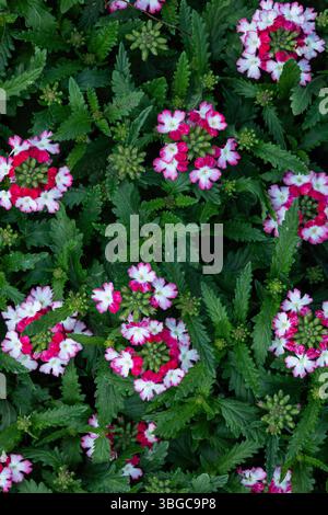 Vue macro de haut en bas de fleurs de verveine rose-blanc avec des feuilles vertes dentelées, parfait pour les visuels botaniques, le bouquet de fleurs ornementales, la conception de paysages Banque D'Images