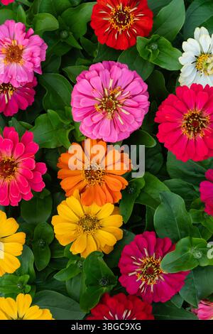 Plat artistique de fleurs de zinnia assorties formant une palette d'arc-en-ciel joyeuse avec une texture feuillue, parfait pour les modèles de médias sociaux, scrapbooking Banque D'Images