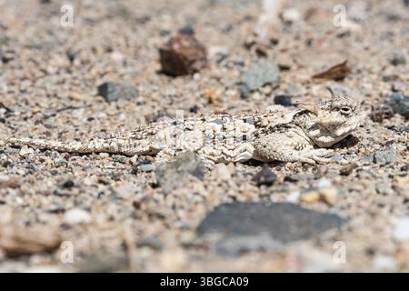 Vue latérale rapprochée d'un lézard corné du désert du Sud ou Phrynosoma platyrhinos calidiarum sur gravier sablonneux Banque D'Images