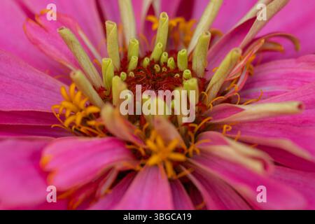 Gros plan extrême d'une fleur de zinnia avec des tons roses et jaunes vibrants, capturant la complexité des structures reproductrices de la fleur et vives Banque D'Images