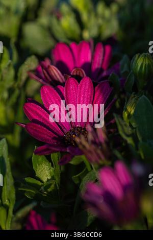 Vue détaillée de haut en bas des fleurs de marguerites violettes avec des centres noirs et des accents jaunes, entourées de feuillage vert - parfait pour les photos de stock liées Banque D'Images