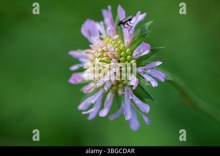 Image macro détaillée d'une mouche pollinisatrice perchée sur une fleur violette fleurie avec des pétales radiaux, symbolisant la flore printanière, l'interaction avec les insectes, an Banque D'Images