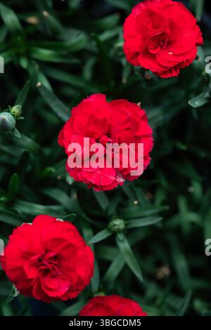 Œillets rouges fleuris contre des feuilles vertes profondes capturées à la lumière du jour, une représentation visuelle puissante de gestes romantiques, de vacances florales Banque D'Images