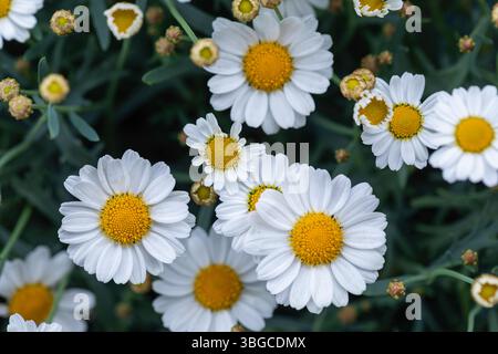 Superbe gros plan de marguerites en fleurs avec un fond bokeh vert doux, idéal pour les promotions saisonnières, les sites Web de jardin, ou les imprimés floraux et elegan Banque D'Images