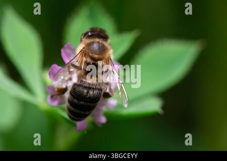 Gros plan extrême d'une abeille pollinisatrice sur une minuscule fleur violette dans un environnement naturel, capturant sa fourrure, son corps segmenté et ses ailes scintillantes Banque D'Images
