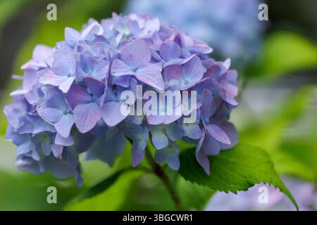 L'hortensia mature affiche de délicats pétales violets bleus en pleine floraison. Les teintes claires et les détails sur la verdure sous éclairage naturel évoquent la tranquillité. Banque D'Images