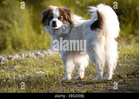 Chien moelleux avec un manteau blanc et brun debout alerte sur un chemin herbeux, face à la caméra. Capturé dans la lumière de l'heure dorée avec des yeux expressifs Banque D'Images