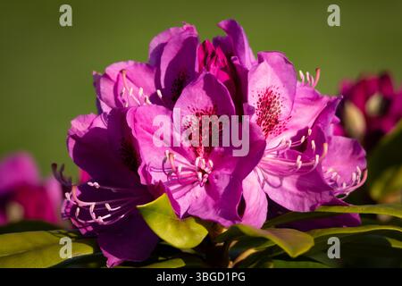 Gros plan de fleurs de rhododendron magenta florissantes en plein soleil sur un fond vert flou Banque D'Images