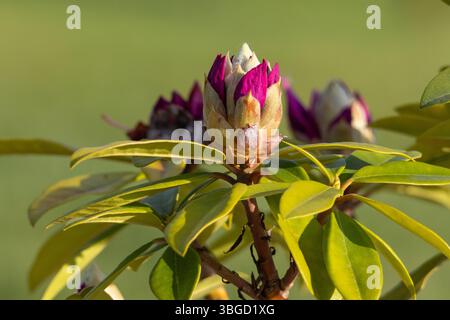 Gros plan d'un bourgeon de rhododendron vibrant sur le point de fleurir, avec un fond vert doux rehaussant ses tons magenta vifs Banque D'Images