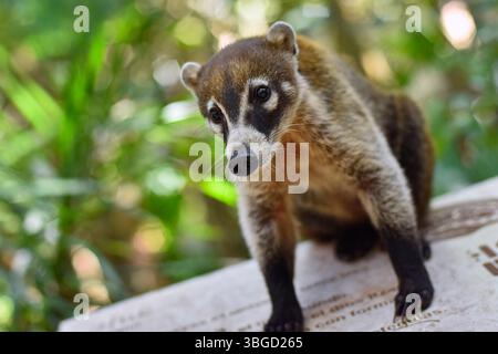 Curieux coati sud-américain debout sur d'anciennes ruines mayas, entouré d'une végétation tropicale luxuriante Banque D'Images